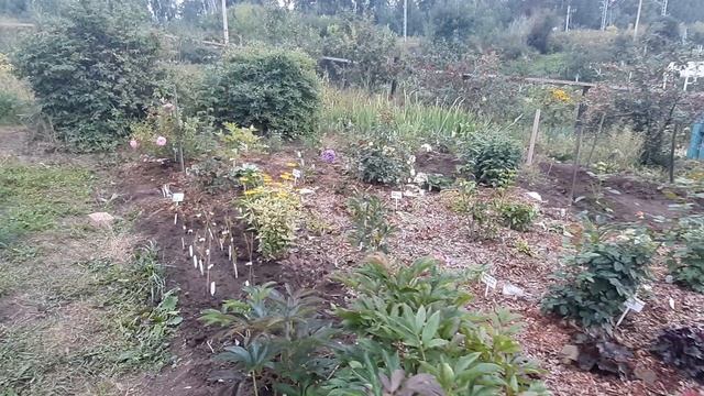 Пробежка по даче Колягино 2023.09.03