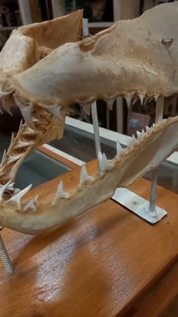 Такие разные зубы)