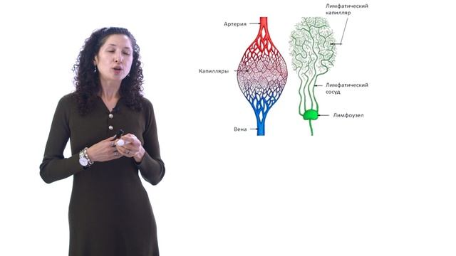 Лимфатическая система