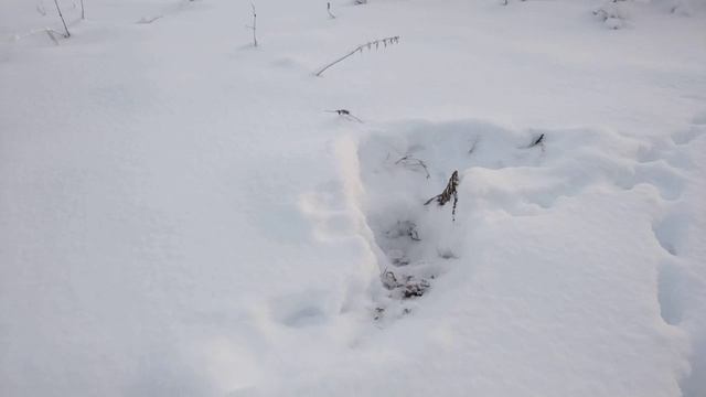 5 января прогулка на лыжах,зима радует.