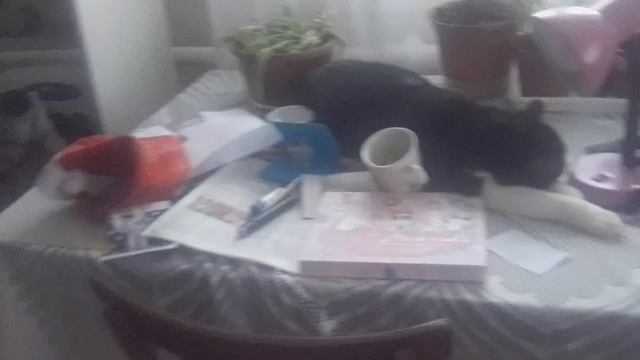 Мои коты лежат где хотят