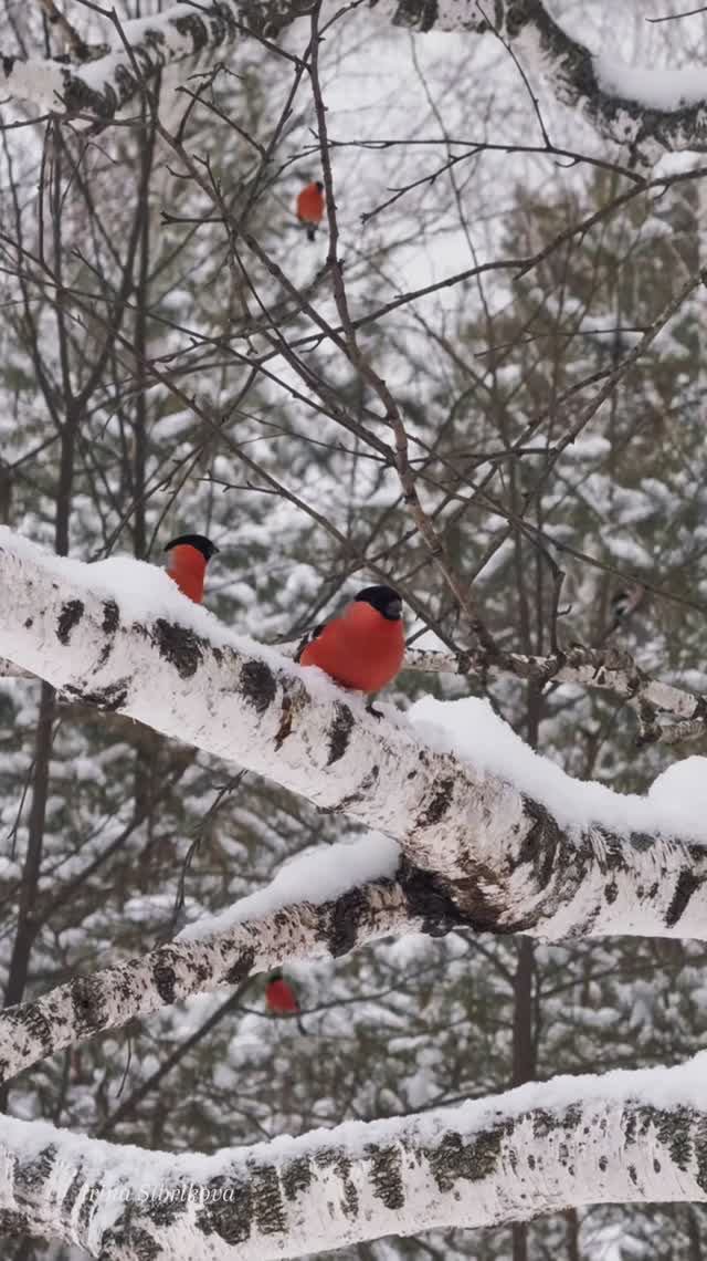 В Сибирском лесу. СНЕГИРИ ❤️