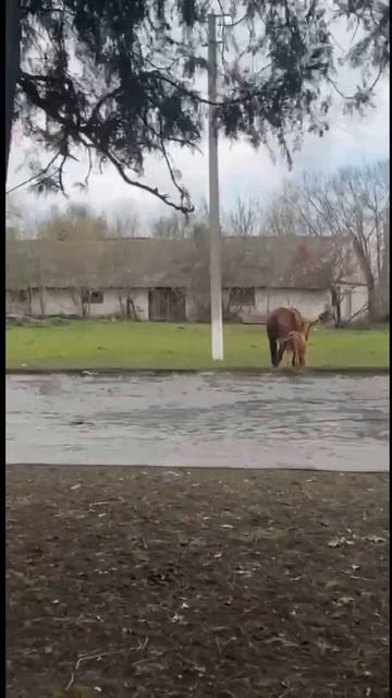 Анатомический кружок