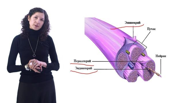 Периферическая нервная система