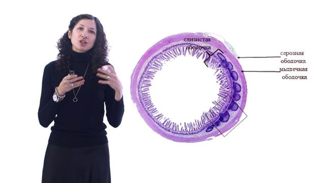 Типы органов