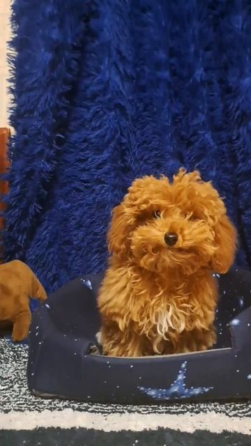 приветсвие