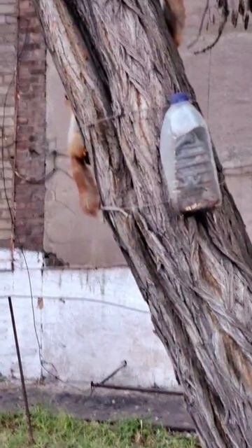 Чем угостить белку в лесу или парке? 🐿️ Полный гид по безопасной подкормке