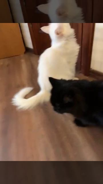 78939282739__A60C80D1-0447-407B-8615-FB704215D107