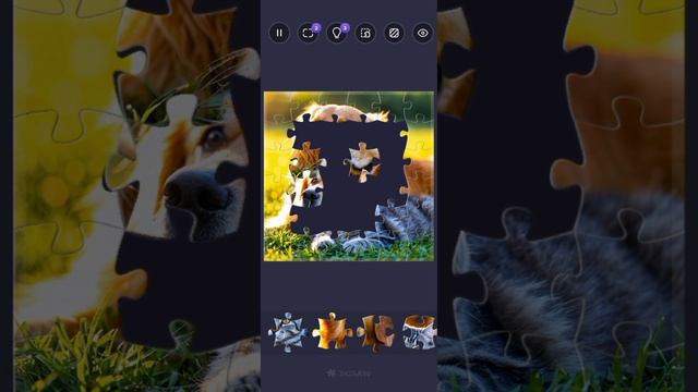 собака и кот