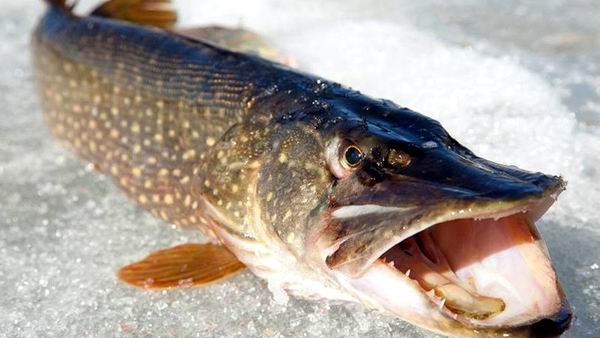 Ловля щук на жерлицы в зимнее время на водохранилище.