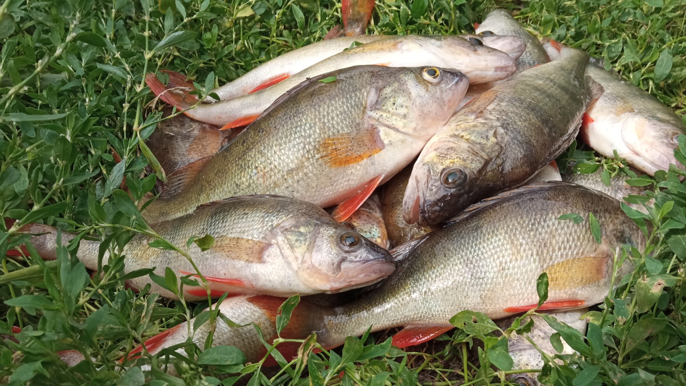 Ловля щук и окуней на спиннинг с лодки.