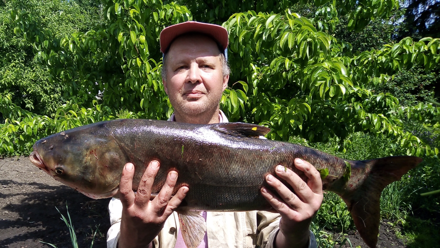 Ловля больших толстолобов.