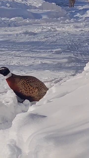 Побег фазана