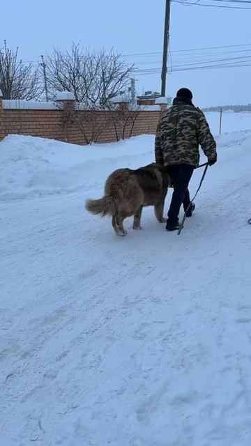 обучаем кавказкую овчарку ходить рядом #АлексейСаламатин #кинолог #стерлитамак #дрессировка #собака