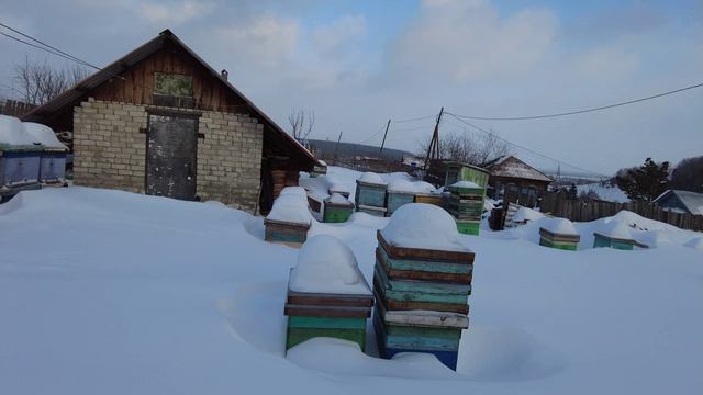Проверка зимовки пчел, Пасека Старчевских, Сибирь
