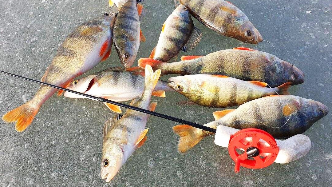 Ловля окуня по первому льду.