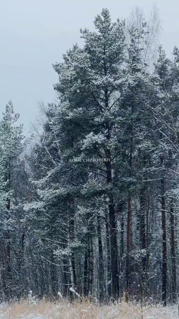 Лови снежинки ❄️