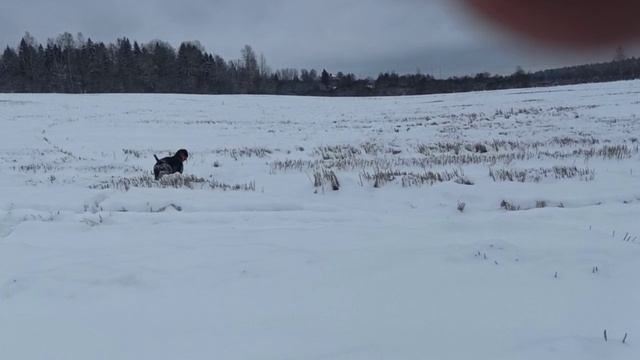 куропатка_2026-01-08_14-00-57