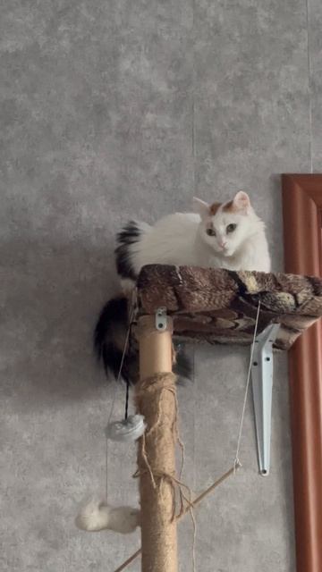 Кошачья база