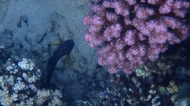 Рыба Комета. В Макади Бэй видели только на рифе Форт Арабески Красное Море. Египет. Ноябрь 2025.