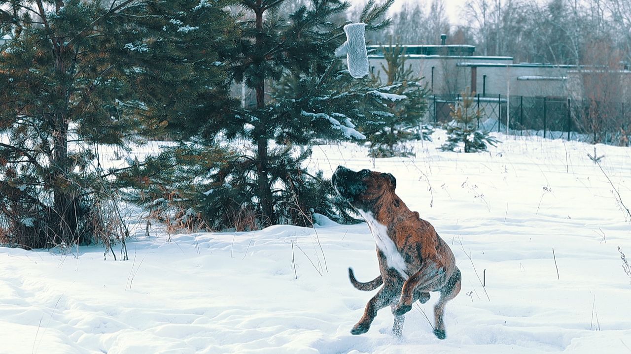 КАНАРСКИЙ ДОГ/ ПРЕСА КАНАРИО Валиенте Вито - Зимний этюд с варежкой