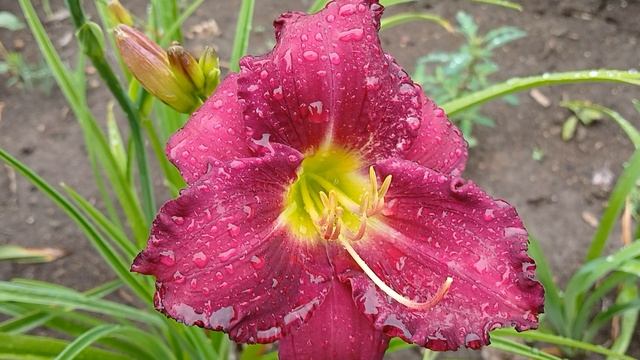 Лилейники сорта 2025.08.02 (от Поиска практически всё пересорт)