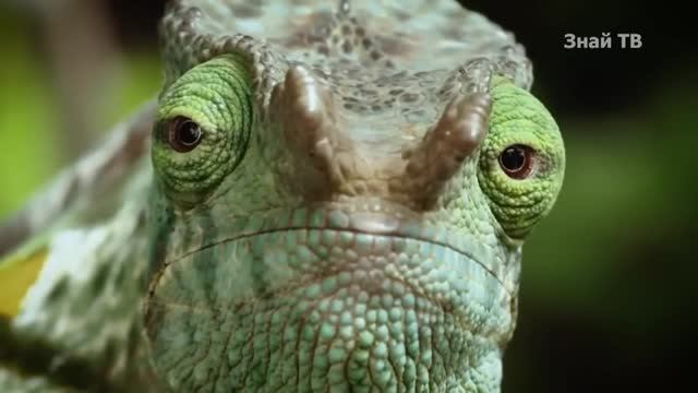 ХАМЕЛЕОН И ХОМЯК (про ограбление банка). КРУОЛЕ. 2026 год