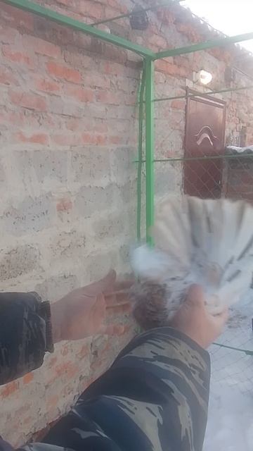 николаевские голуби