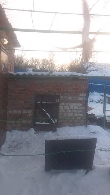 николаевские голуби