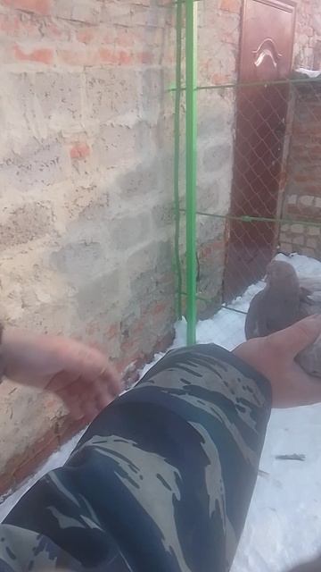 николаевские голуби