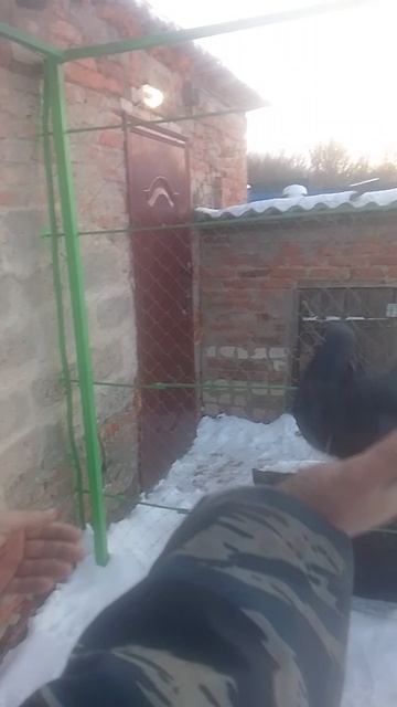 николаевские голуби