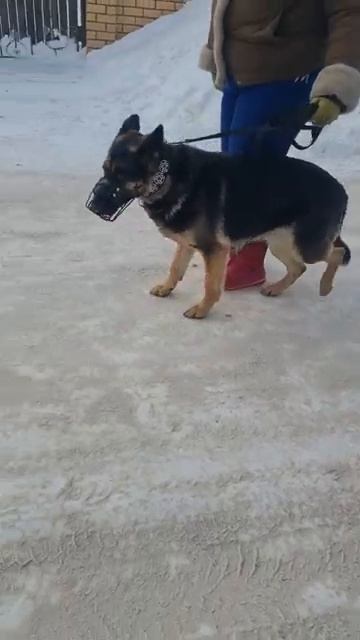 обучаем немецкую овчарку слушаться при кошках #АлексейСаламатин #кинолог #дрессировка #собака