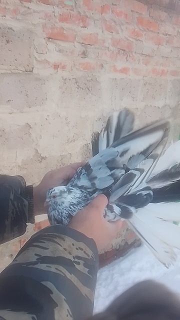 николаевские голуби