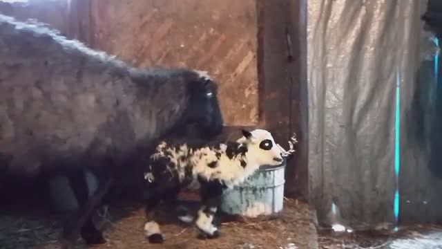 ДЕРЕВЕНСКИЙ РОДДОМ ПЕРЕПОЛНЕН. РОДЫ У ОВЕЧЕК ПРОХОДЯТ БУРНО №32