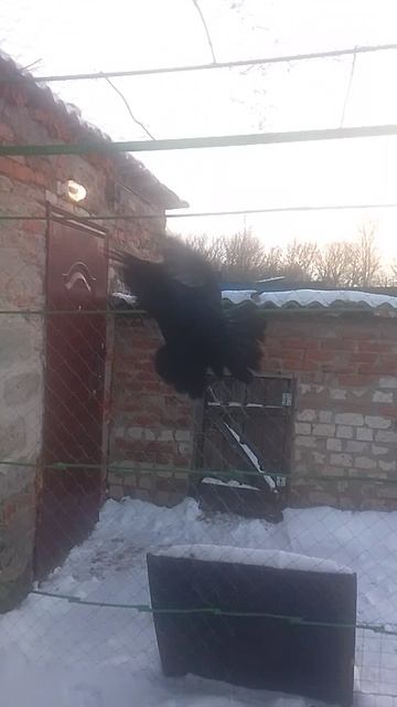 николаевские голуби