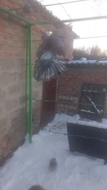 николаевские голуби