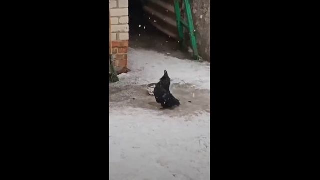 Videos Graciosos 60 - Смешные Видео 60.