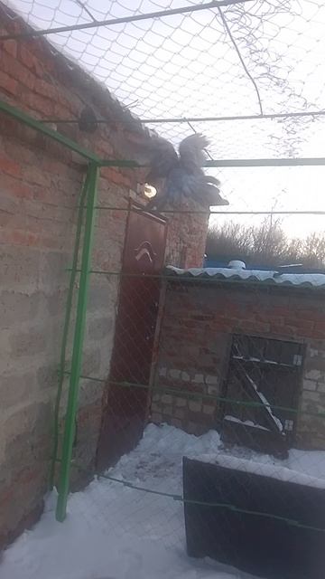 николаевские голуби