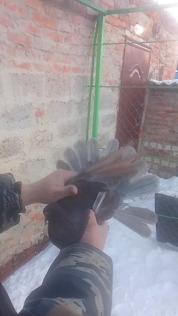 николаевские голуби