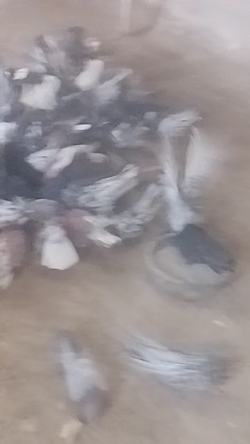 николаевские голуби