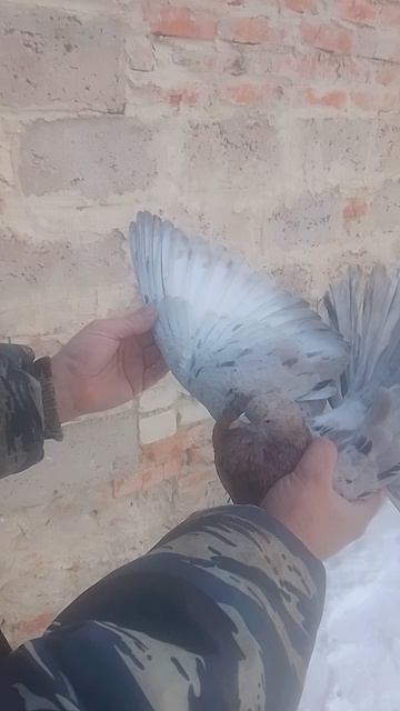 николаевские голуби