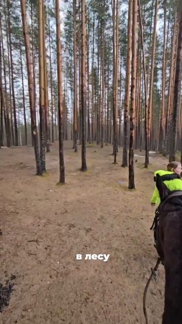 Конная прогулка по весеннему лесу на берегу озера.