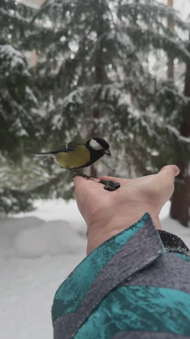СИНИЦА В РУКАХ 🫶🪶