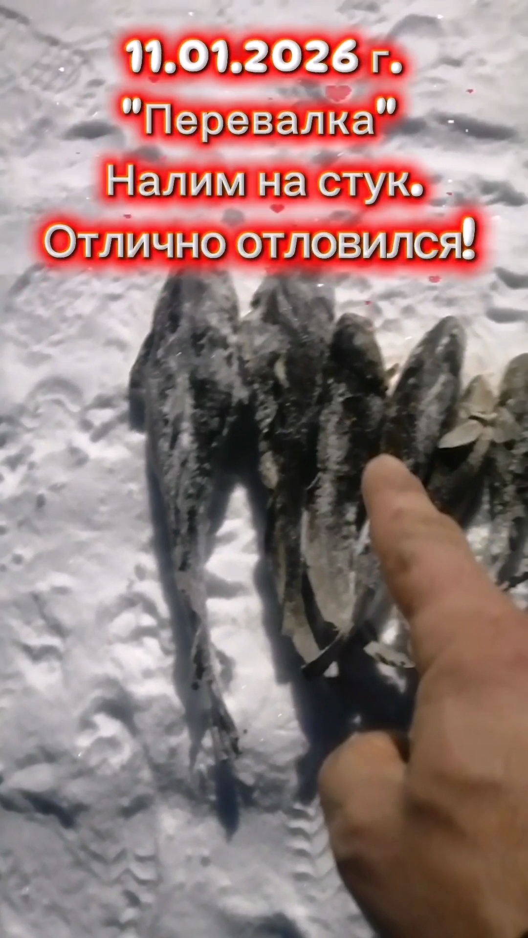 НАЛИМ НА СТУК. БОМБЕЗНЫЙ УЛОВ. ХОРОШАЯ ПОГОДА.РЕКА ПОРАДОВАЛА! #рыбалка #налим #налимнастук #природа