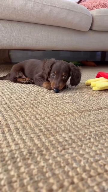 ТАКОЙ МИЛЫЙ ПЕСИК