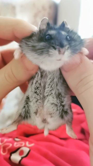 HwVideoEditor_2020_06_21_182904