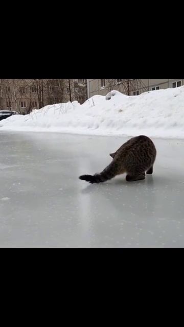 кот на льду #жизнь_с_питомцем #котики #смешные_моменты #снег