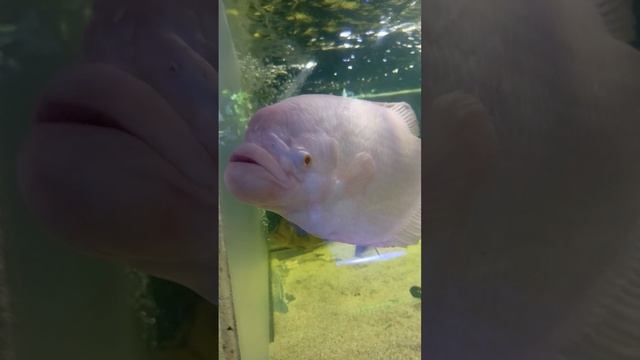 Океанариум в Ейске