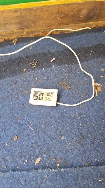 ТЕМПЕРАТУРА В КЛУБЕ ПЧЁЛ