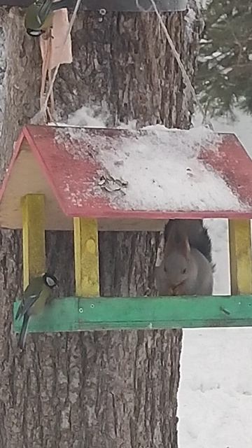 белочка в Зеньковском парке 15.12.25